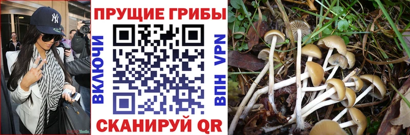 как найти   Бабушкин  Галлюциногенные грибы Magic Shrooms 